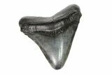 Fossil Megalodon Tooth - Georgia #151506-1